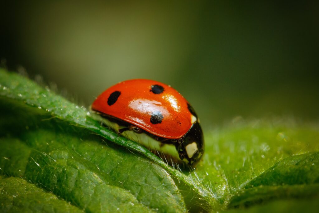 Rid of Ladybugs