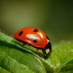 Rid of Ladybugs