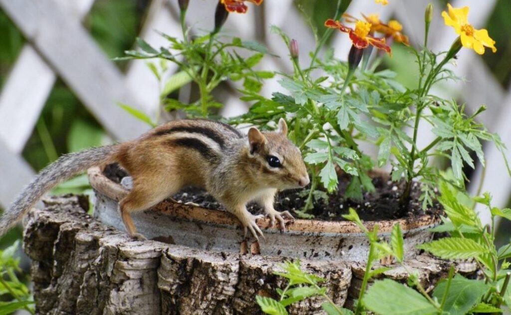 get rid of chipmunks