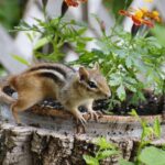 get rid of chipmunks