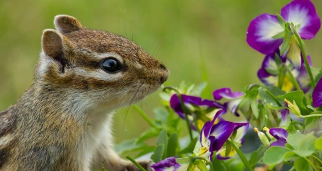 get rid of chipmunks