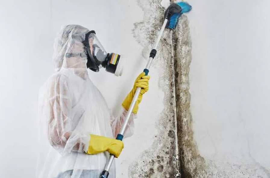 mold remediation