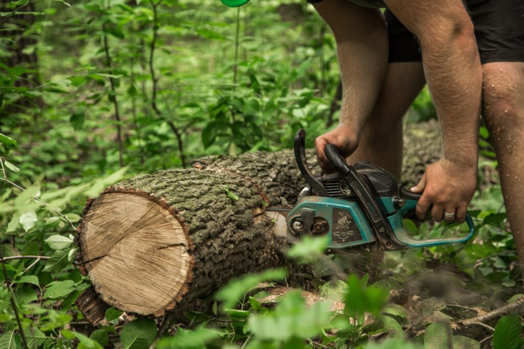 tree stump removal
